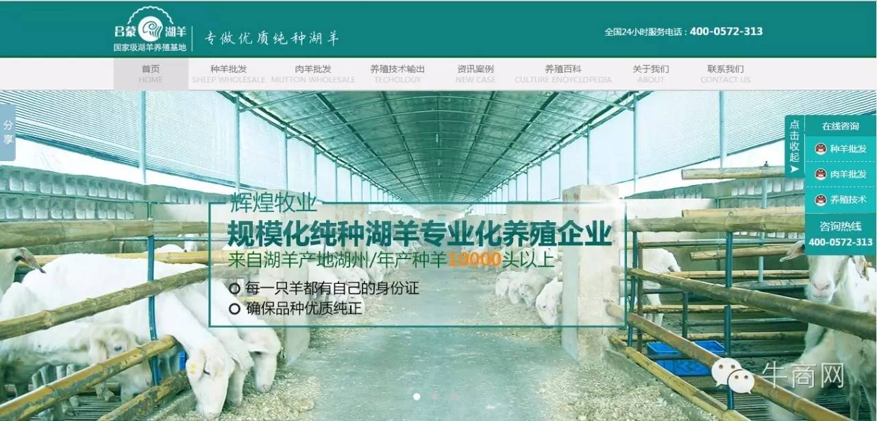 輝煌牧業(yè)湖羊養(yǎng)殖、湖羊批發(fā)營銷型網(wǎng)站首頁