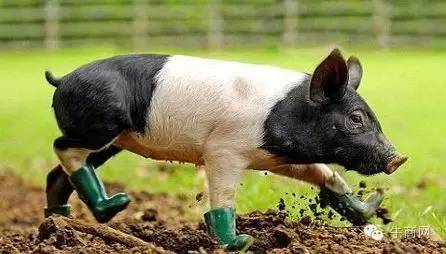 有一天，一只豬跑進了派出所......