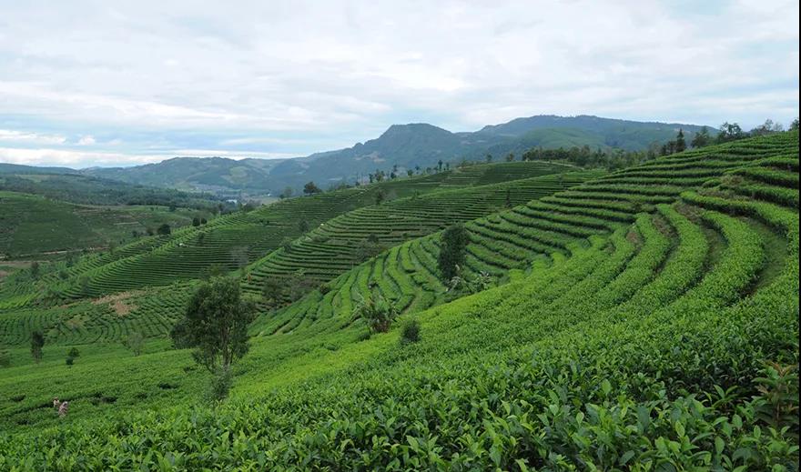 禮品茶定制企業(yè)如何高效自建營銷型網(wǎng)站