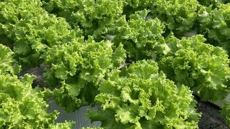 農(nóng)業(yè)怎么做